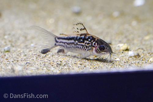 Elegant Cory