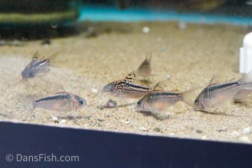 Elegant Cory