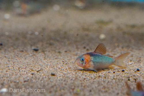 Corydoras eques