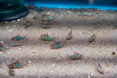 Corydoras eques
