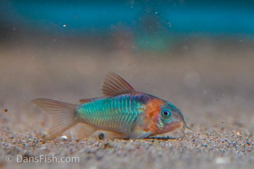 Corydoras eques