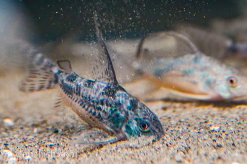 Long Fin Corydoras paleatus