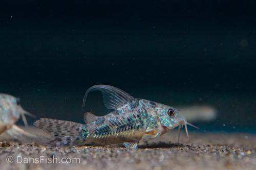 Long Fin Corydoras paleatus