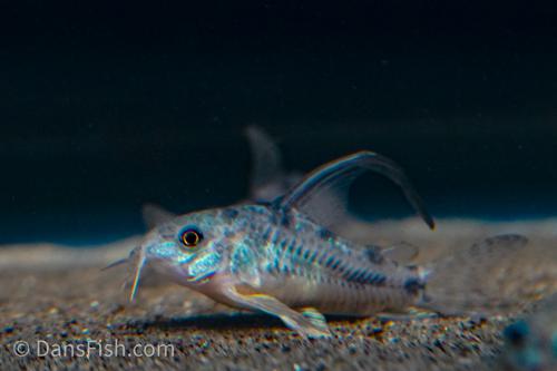 Long Fin Corydoras paleatus