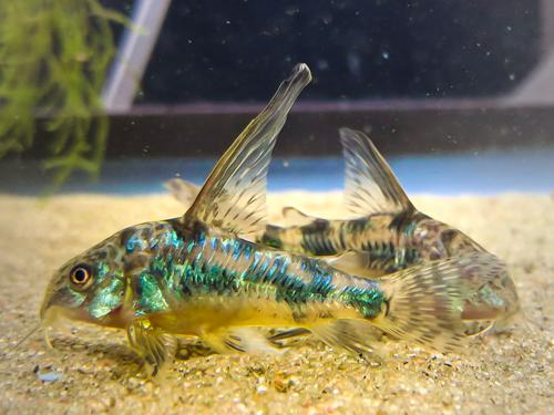Long Fin Corydoras paleatus