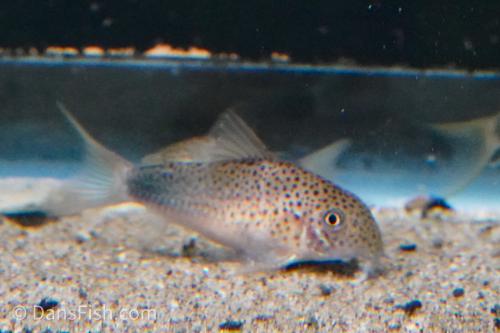Smudge Spot Cory