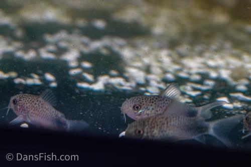 Smudge Spot Cory
