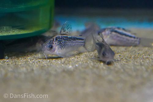 Elegant Cory