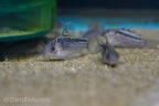 Elegant Cory