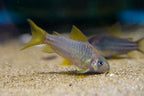 C123 Yellow Cory 'Rio Nanay'