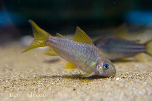 C123 Yellow Cory 'Rio Nanay'
