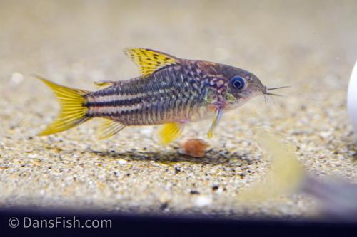 C123 Yellow Cory 'Rio Nanay'