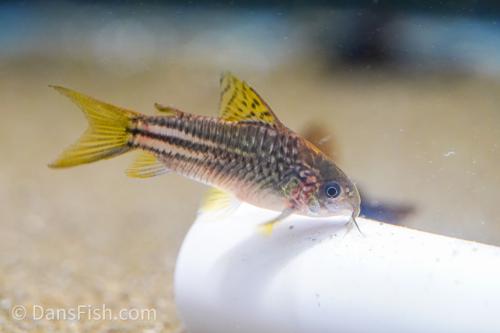 C123 Yellow Cory 'Rio Nanay'