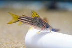 C123 Yellow Cory 'Rio Nanay'