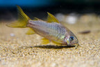 C123 Yellow Cory 'Rio Nanay'