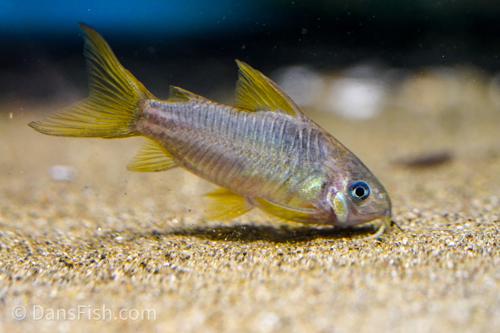 C123 Yellow Cory 'Rio Nanay'
