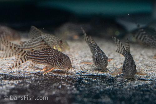 Corydoras sterbai
