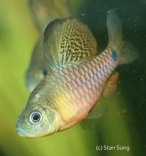 Drape Fin Barb