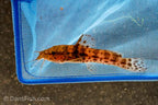 Dwarf Giraffe Catfish