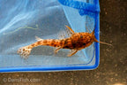 Dwarf Giraffe Catfish