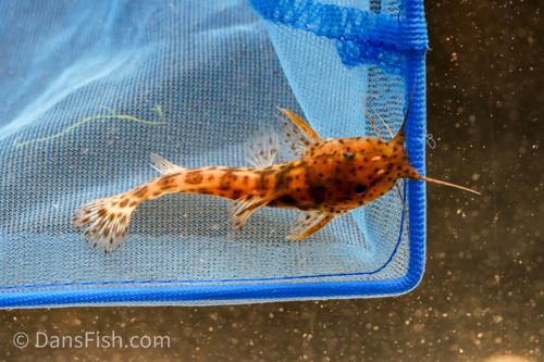 Dwarf Giraffe Catfish