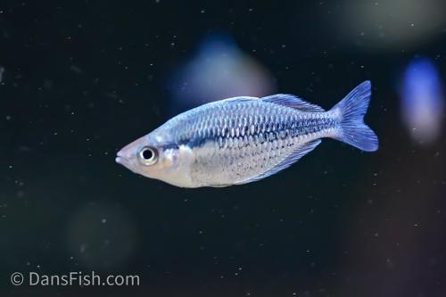 Kamaka Rainbowfish