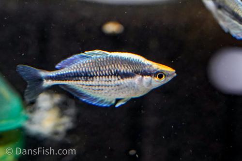 Kamaka Rainbowfish