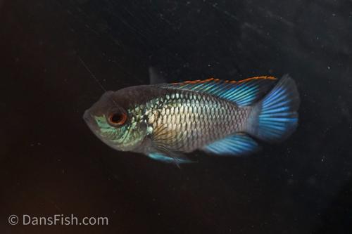 Electric Blue Acara