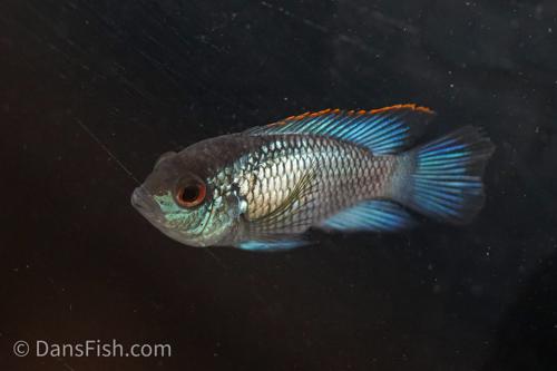 Electric Blue Acara
