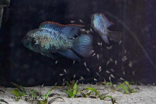 Electric Blue Acara