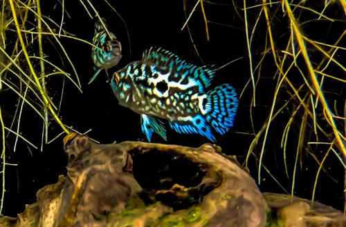 A Grade Electric Blue Jack Dempsey