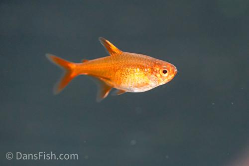 Ember Tetra