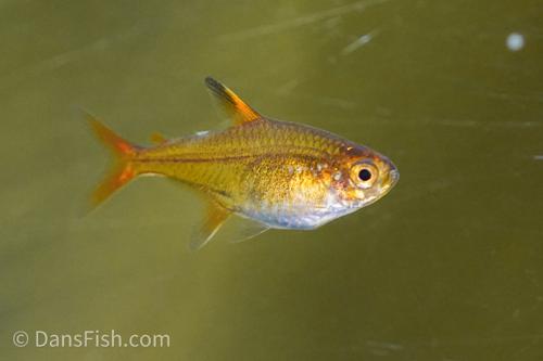 Ember Tetra