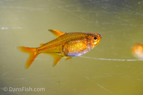 Ember Tetra