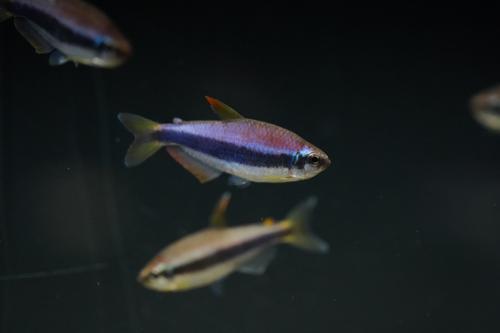 Emperor Kerri Tetra