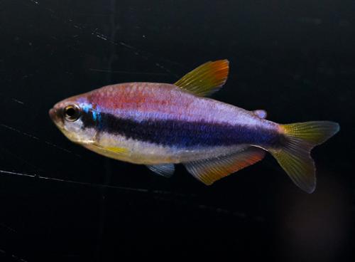 Emperor Kerri Tetra