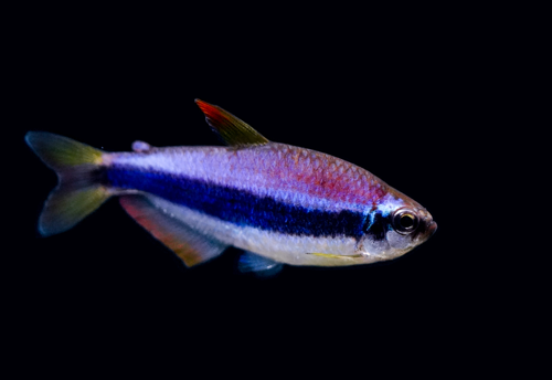 Emperor Kerri Tetra