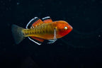 Empire Gudgeon