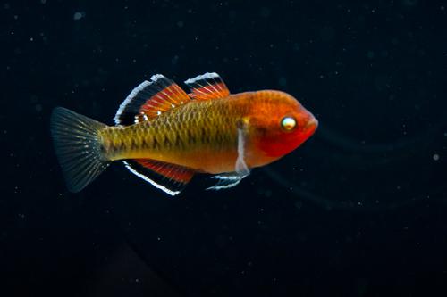 Empire Gudgeon