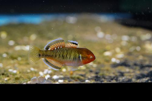 Empire Gudgeon