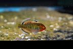 Empire Gudgeon