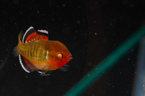 Empire Gudgeon
