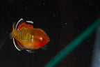 Empire Gudgeon