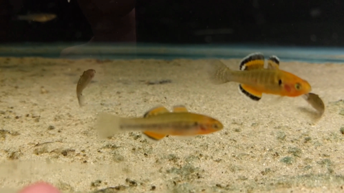 Empire Gudgeon