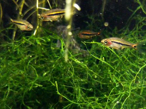 Exclamation Point Rasbora