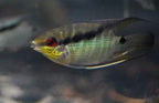 Flag Cichlid
