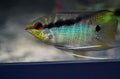 Flag Cichlid