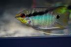 Flag Cichlid