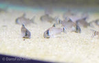 Flag Tailed Panda Cory