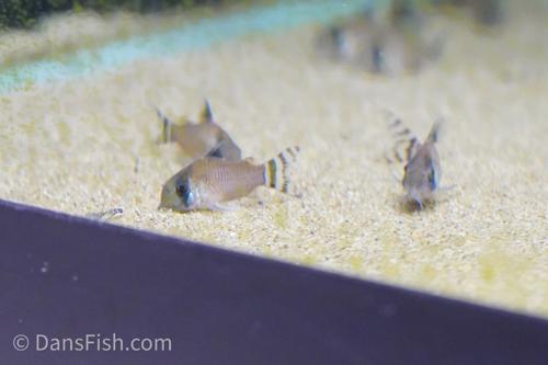 Flag Tailed Panda Cory